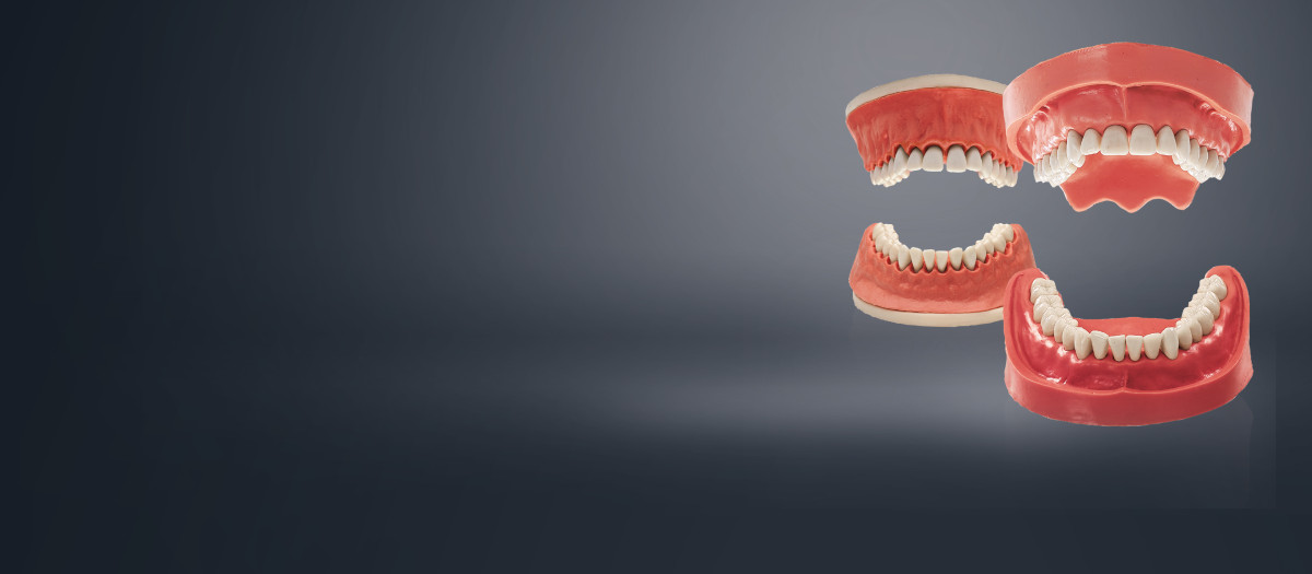Model Teeth 본사 제품 이미지