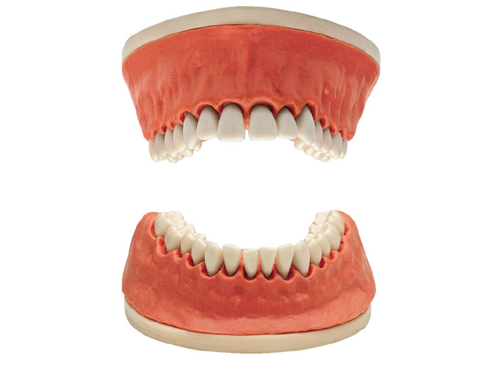 Periodontics Tooth Models 본사 제품 이미지