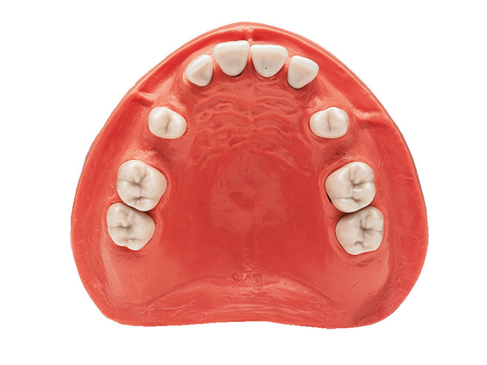 Study Models Prosthetics 본사 제품 이미지